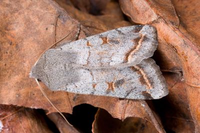 灰褐夢尼夜蛾 Orthosia perfusca 雄蟲