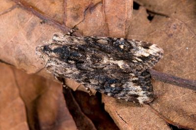 黑狸夜蛾 Lithopolia confusa confusa 雌蟲