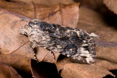黑狸夜蛾 Lithopolia confusa confusa 雌蟲