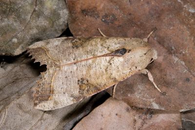 金掌夜蛾 Tiracola aureata 雄蟲