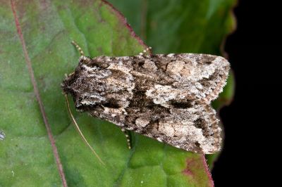 茶腎棲夜蛾 Xylopolia fulvireniforma 雄蟲