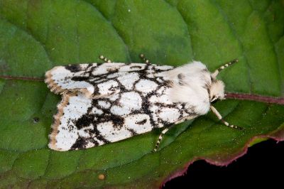 黯脈聯紋夢尼夜蛾 Orthosia reticulata fuscovestita 雄蟲
