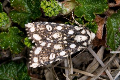 顯斑夜蛾 Houlberthosia ornatissima ornatissima 雄蟲