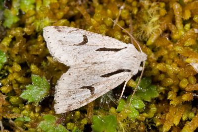 鉤紋夢尼夜蛾 Orthosia atriluna 雄蟲