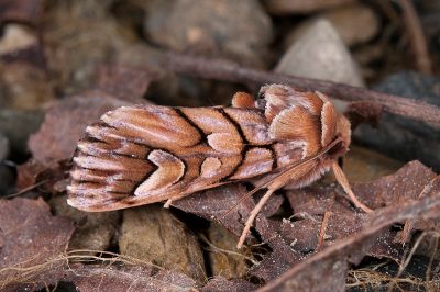 羽斑小眼夜蛾 Panolis variegatoides 雄蟲