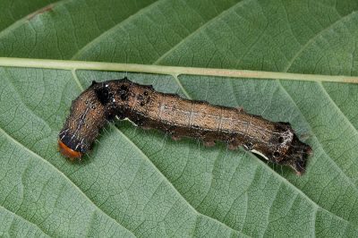 金掌夜蛾 Tiracola aureata