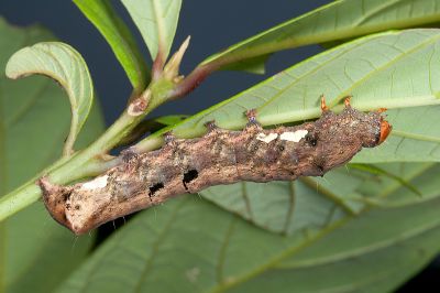 金掌夜蛾 Tiracola aureata
