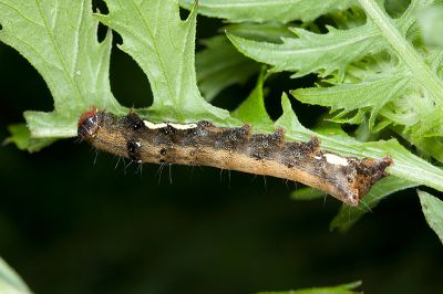 金掌夜蛾 Tiracola aureata