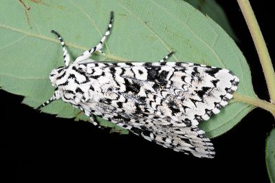 臺灣鵬灰夜蛾 Polia gigantea gigantea 雌蟲
