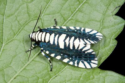 輻射夜蛾 Apsarasa radians 雄蟲