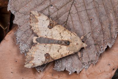 金掌夜蛾 Tiracola aureata 雄蟲