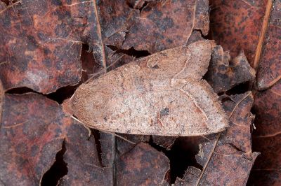 阿里山夢尼夜蛾 Orthosia alishana 雌蟲