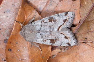 灰褐夢尼夜蛾 Orthosia perfusca 雄蟲