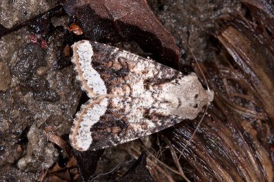白緣夢尼夜蛾 Orthosia limbata limbata 雄蟲