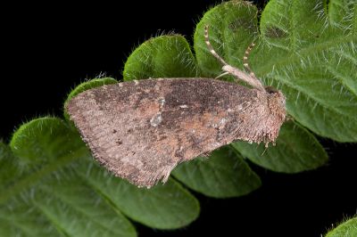 淡紅鹿夜蛾 Elusa ustula 雄蟲