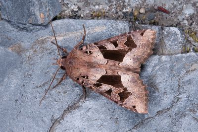 金棒鬚夜蛾 Clavipalpula aurariae formosana 雄蟲