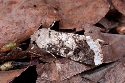 白緣夢尼夜蛾 Orthosia limbata limbata 雄蟲