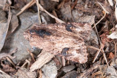 黑狸夜蛾 Lithopolia confusa confusa 雄蟲