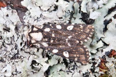 顯斑夜蛾 Houlberthosia ornatissima ornatissima 雄蟲