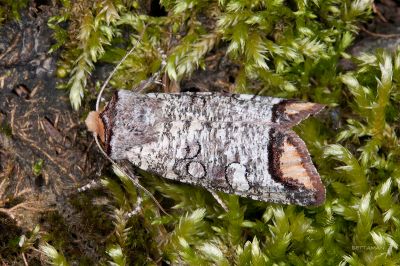 偽小眼夜蛾 Pseudopanolis flavimacula 雌蟲