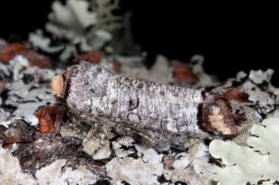 偽小眼夜蛾 Pseudopanolis flavimacula 雌蟲
