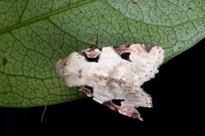玫斑夢尼夜蛾 Orthosia conspecta 雄蟲