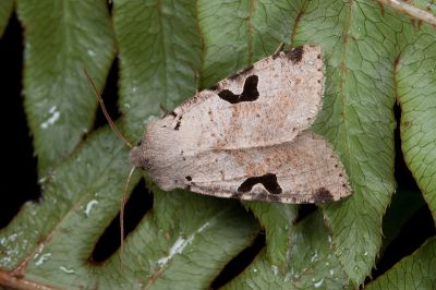 黑窪連環夜蛾 Perigrapha nigrocincta 雄蟲