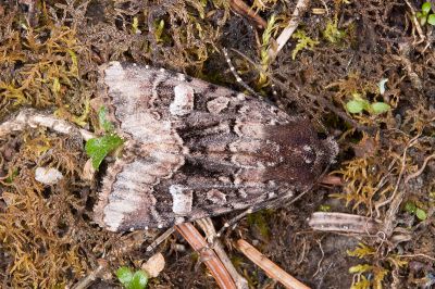 多變秋山夜蛾 Oroplexia variegata 雄蟲