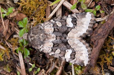 多變秋山夜蛾 Oroplexia variegata 雌蟲