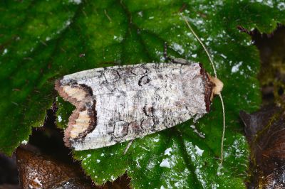 偽小眼夜蛾 Pseudopanolis flavimacula 雌蟲