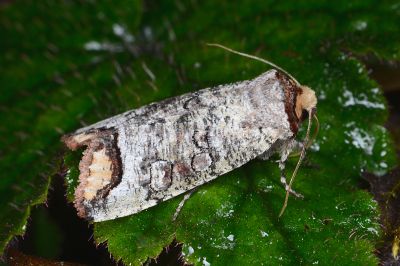 偽小眼夜蛾 Pseudopanolis flavimacula 雌蟲