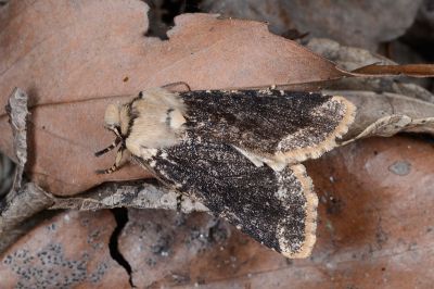 黯脈聯紋夢尼夜蛾 Orthosia reticulata fuscovestita 雌蟲