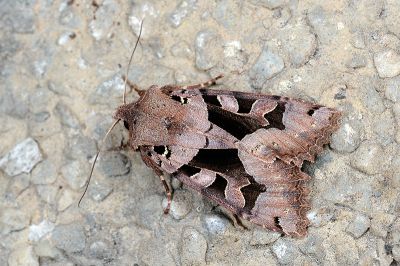 金棒鬚夜蛾 Clavipalpula aurariae formosana 雌蟲