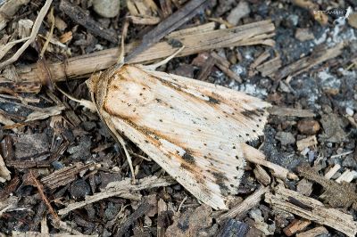 芙髯金翅秘夜蛾 Mythimna pulchra 雄蟲