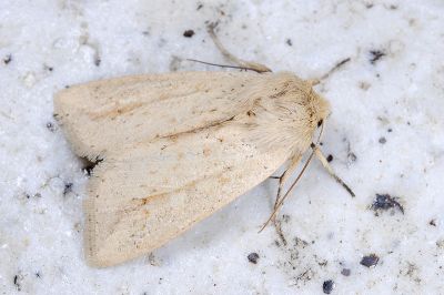 梨山秘夜蛾 Mythimna lishana 雄蟲