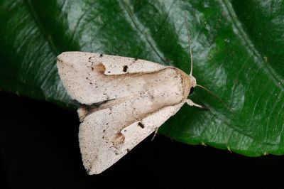 玉祕夜蛾 Mythimna yu 雄蟲