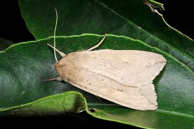 分秘夜蛾 Mythimna separata 雄蟲