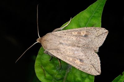 分秘夜蛾 Mythimna separata 雄蟲