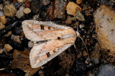 白緣秘夜蛾 Mythimna albomarginata rubea 雄蟲