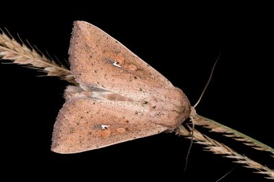 紫頷秘夜蛾 Mythimna purpurpatagis 雄蟲