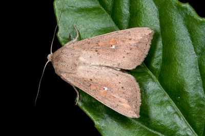 紫頷秘夜蛾 Mythimna purpurpatagis 雄蟲