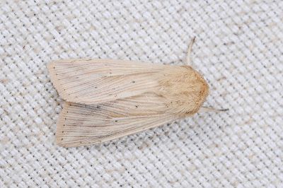 輻秘夜蛾 Mythimna radiata 雄蟲