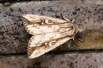 波秘夜蛾 Mythimna sinuosa 雄蟲