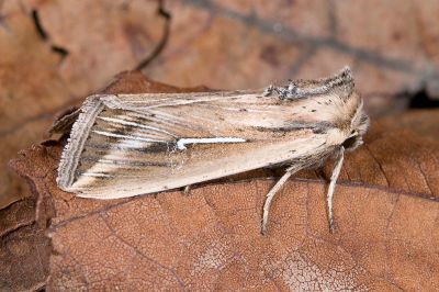 白頷秘夜蛾 Mythimna bistrigata 雄蟲