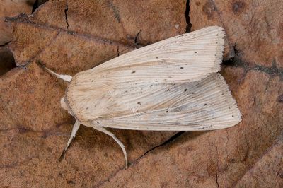 輻秘夜蛾 Mythimna radiata 雄蟲
