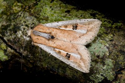 白緣秘夜蛾 Mythimna albomarginata rubea 雄蟲