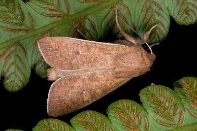 白緣秘夜蛾 Mythimna pallidicosta 雄蟲