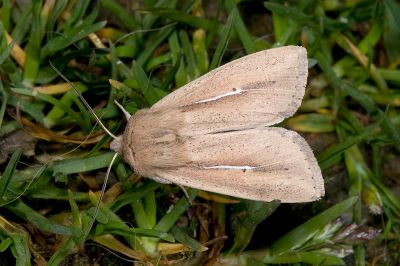 阿里山秘夜蛾 Mythimna arizanensis 雄蟲