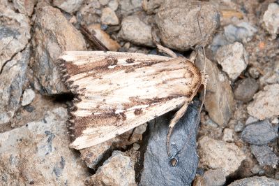 波秘夜蛾 Mythimna sinuosa 雄蟲