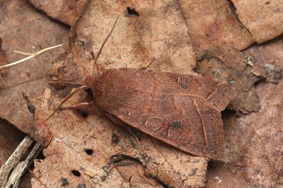 阿里山夢尼夜蛾 Orthosia alishana 雄蟲